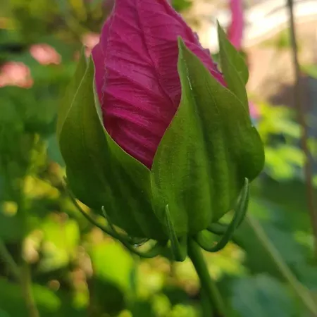 Lidia Вилла Сабаудия