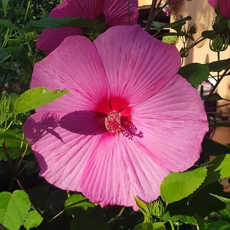 Вилла Lidia Сабаудия